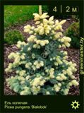 1-Ель-колючая-Picea-pungens-‘Bialobok’