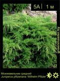13-Можжевельник-средний-Juniperus-pfitzeriana-‘Wilhelm-Pfitzer’