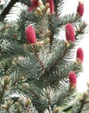 Picea-pungens1