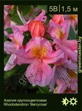 Азалия крупноцветковая Rhododendron ‘Berryrose’