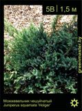 8-Можжевельник-чешуйчатый-Juniperus-squamata-‘Holger’