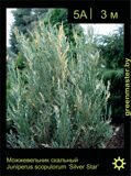 12-Можжевельник-скальный-Juniperus-scopulorum-‘Silver-Star’
