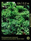 6-Можжевельник-лежачий-Juniperus-procumbens-‘Bonin-Isles’