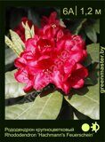 Рододендрон крупноцветковый Rhododendron ‘Hachmann's Feuerschein’