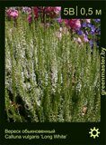 Вереск-обыкновенный-Calluna-vulgaris-‘Long-White’