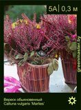 Вереск-обыкновенный-Calluna-vulgaris-‘Marlies’