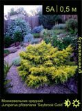 12-Можжевельник-средний-Juniperus-pfitzeriana-‘Saybrook-Gold’