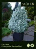 11-Ель-сизая-Picea-glauca-‘Sanders-Blue’