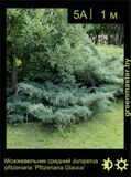 11-Можжевельник-средний-Juniperus-pfitzeriana-‘Pfitzeriana-Glauca’