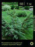 10-Можжевельник-чешуйчатый-Juniperus-squamata-‘Meyeri’