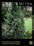 4-Можжевельник-китайский-Juniperus-chinensis-'Iowa'