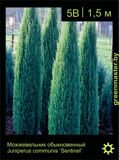 15-Можжевельник-обыкновенный-Juniperus--communis-‘Sentinel’