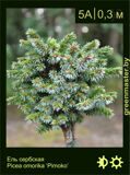 7-Ель-сербская-Picea-omorika-‘Pimoko’