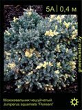 6-Можжевельник-чешуйчатый-Juniperus-squamata-‘Floreant’1