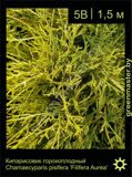 16-Кипарисовик-горохоплодный-Chamaecyparis-pisifera-'Filifera-Aurea'