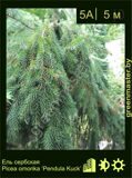 6-Ель-сербская-Picea-omorika-‘Pendula-Kuck’
