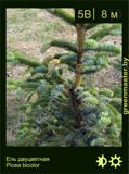 2-Ель-двуцветная-Picea-bicolor1