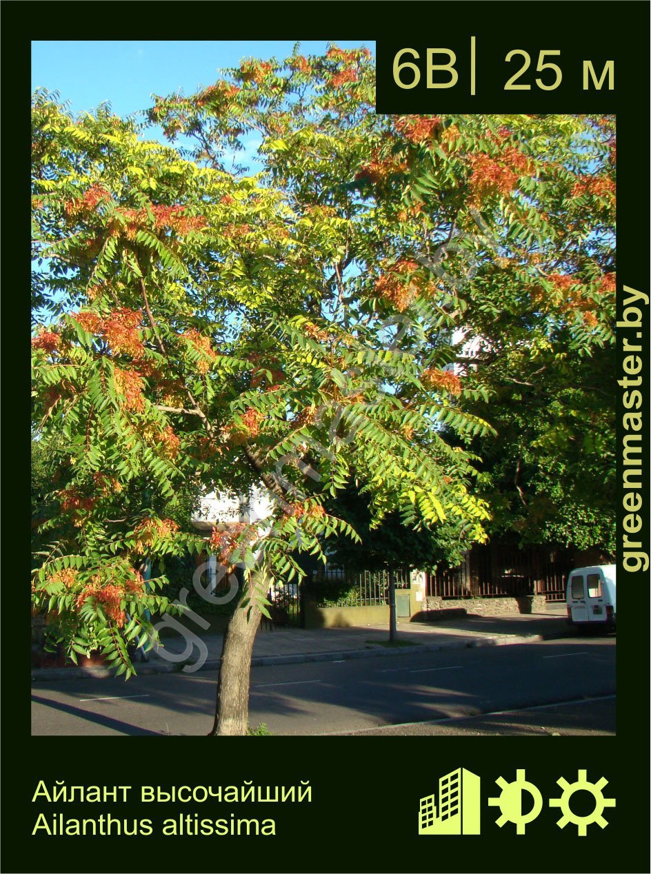 Айлант-высочайший-Ailanthus-altissima