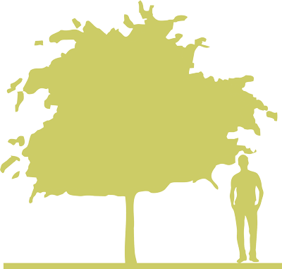 1-boyaryshnik-kolyuchiy-crataegus-x-media-pauls-scarlet-siluet.png
