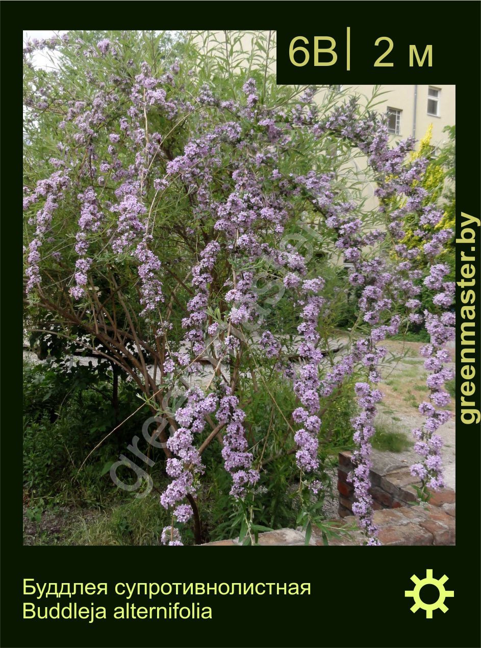 Буддлея-супротивнолистная-Buddleja-alternifolia