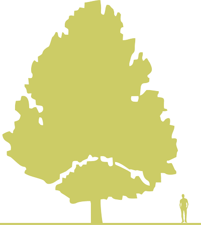 1-lipa-amerikanskaya-tilia-americana-siluet.png