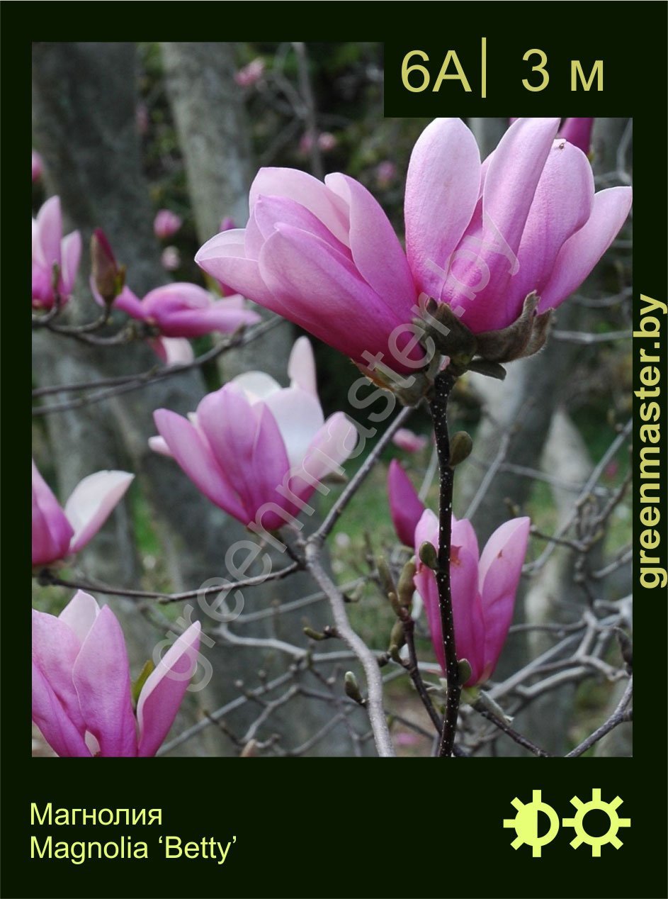 Магнолия-Magnolia-‘Betty’