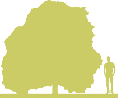 1-siluet-klen-yasenelistnyy-acer-negundo-flamingo.png