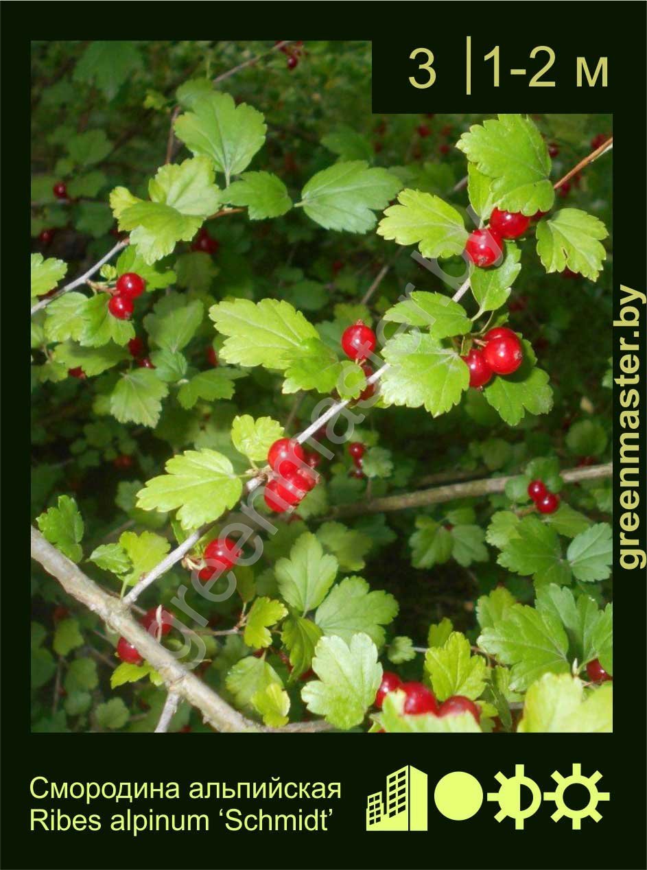 Смородина-альпийская-Ribes-alpinum-‘Schmidt’