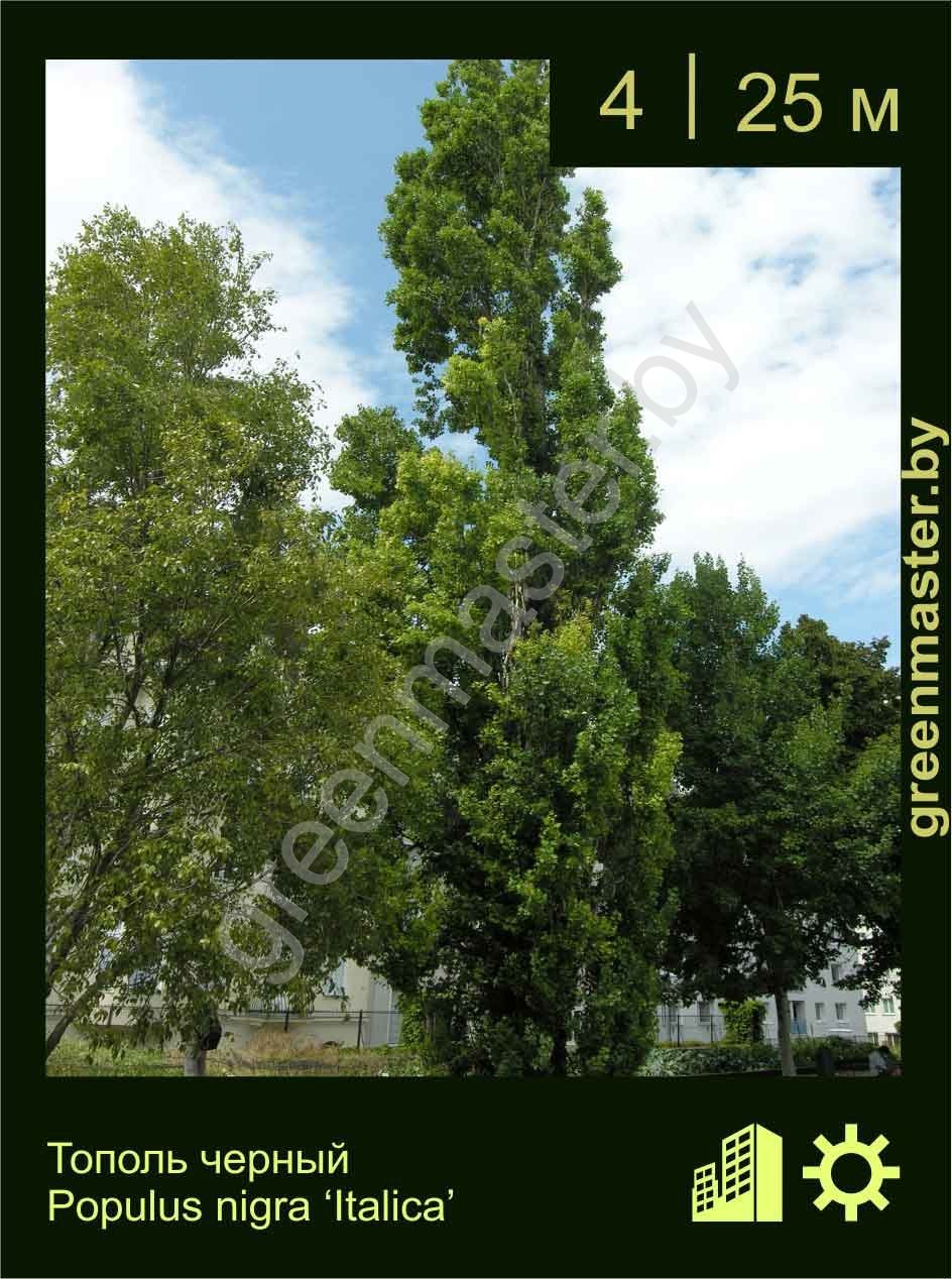 Тополь-черный-Populus-nigra-‘Italica’