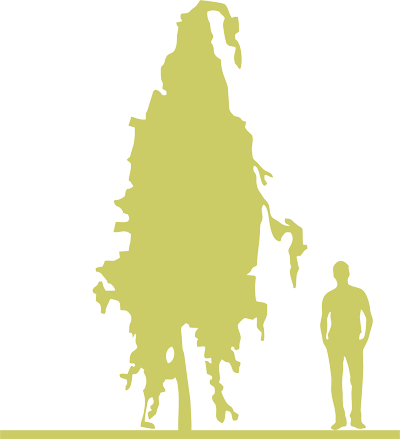 10-buk-lesnoy-fagus-sylvatica-purple-fountain-siluet.png