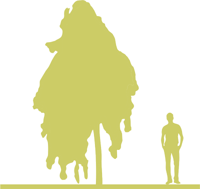 11-buk-lesnoy-fagus-sylvatica-purpurea-pendula-siluet.png