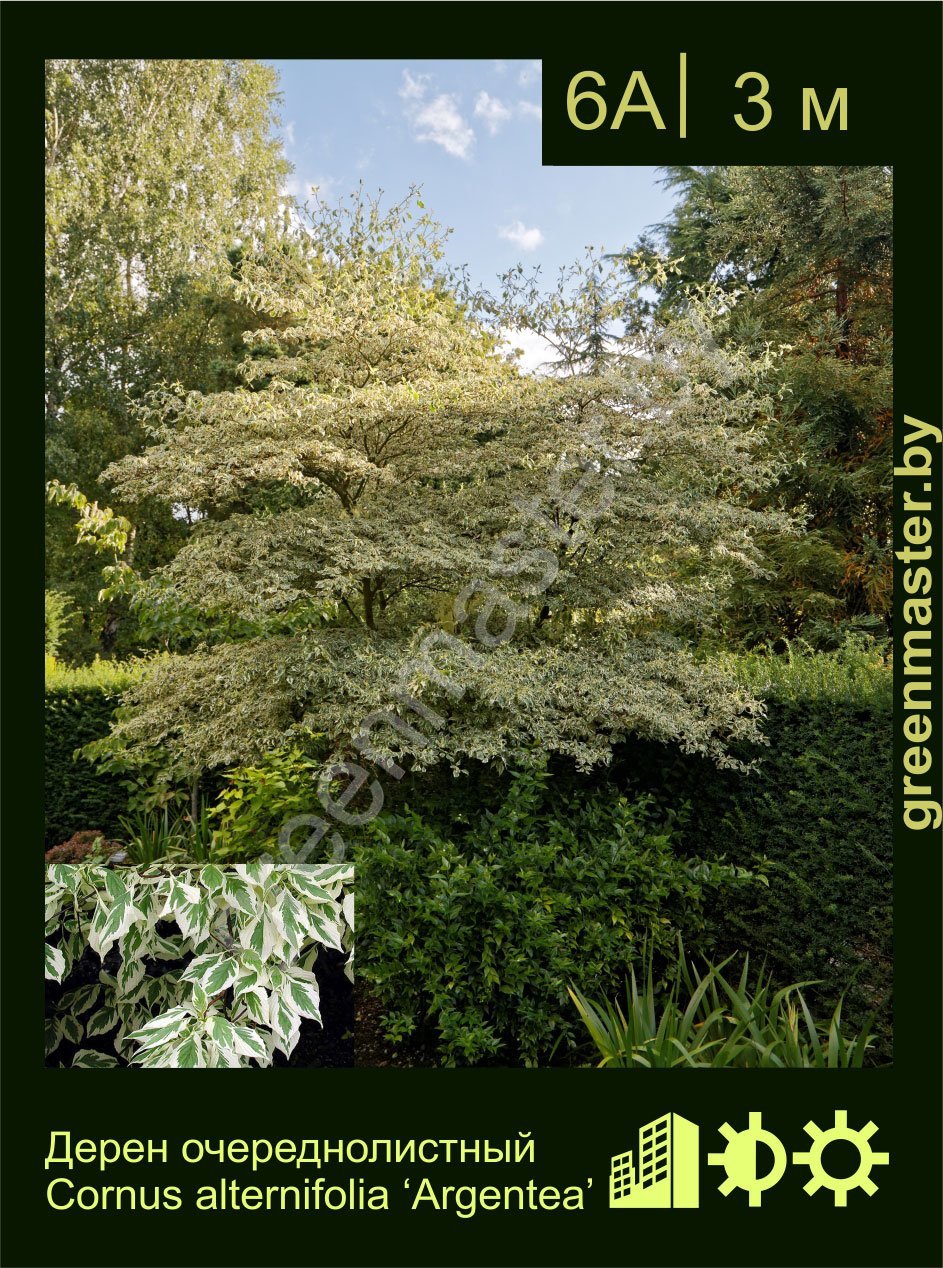 Дерен-очереднолистный-Cornus-alternifolia-‘Argentea’
