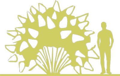 11-gortenziya-metelchataya-hydrangea-paniculata-limelight-siluet.png