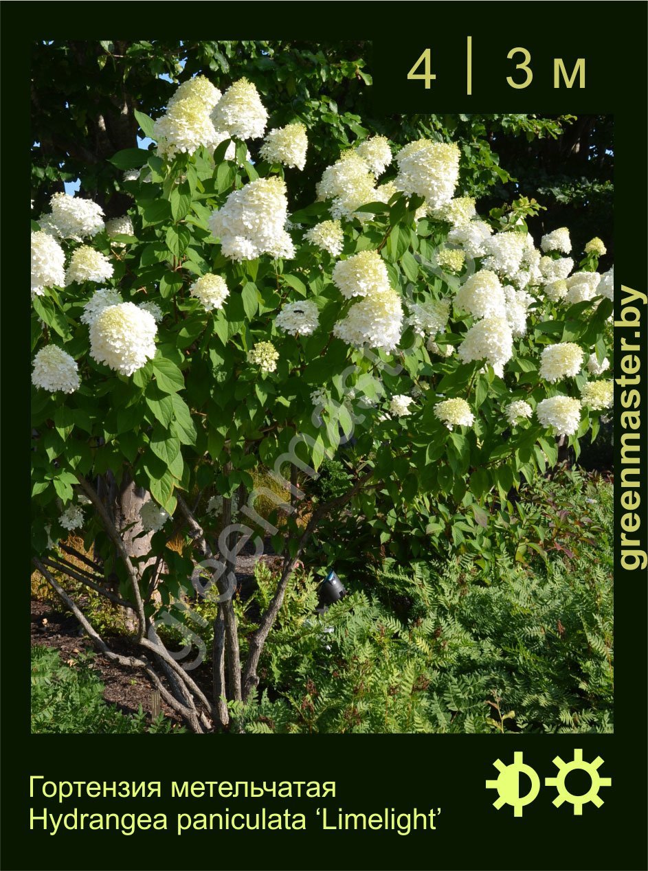 Гортензия-метельчатая-Hydrangea-paniculata-‘Limelight’