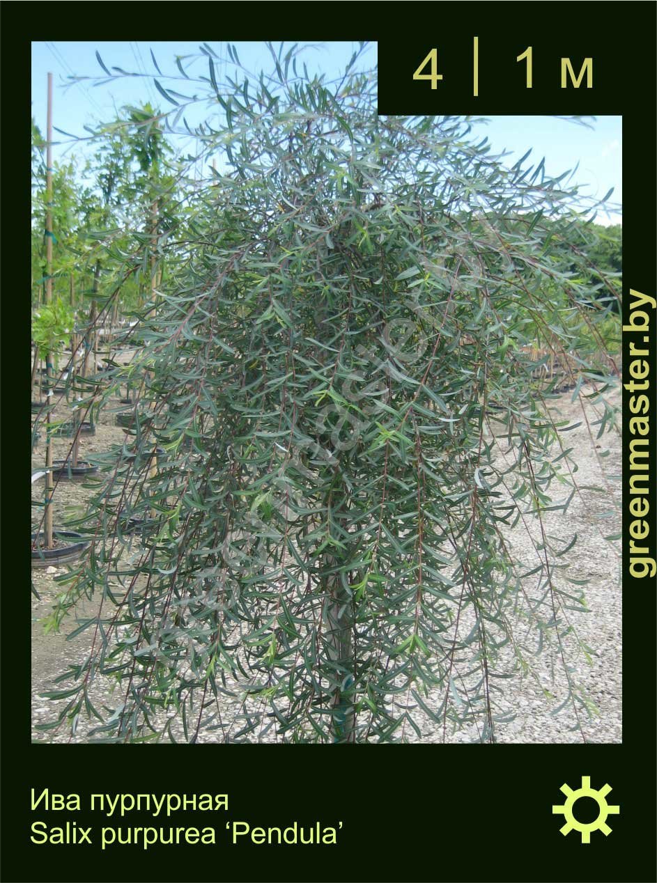 Ива-пурпурная-Salix-purpurea-‘Pendula’