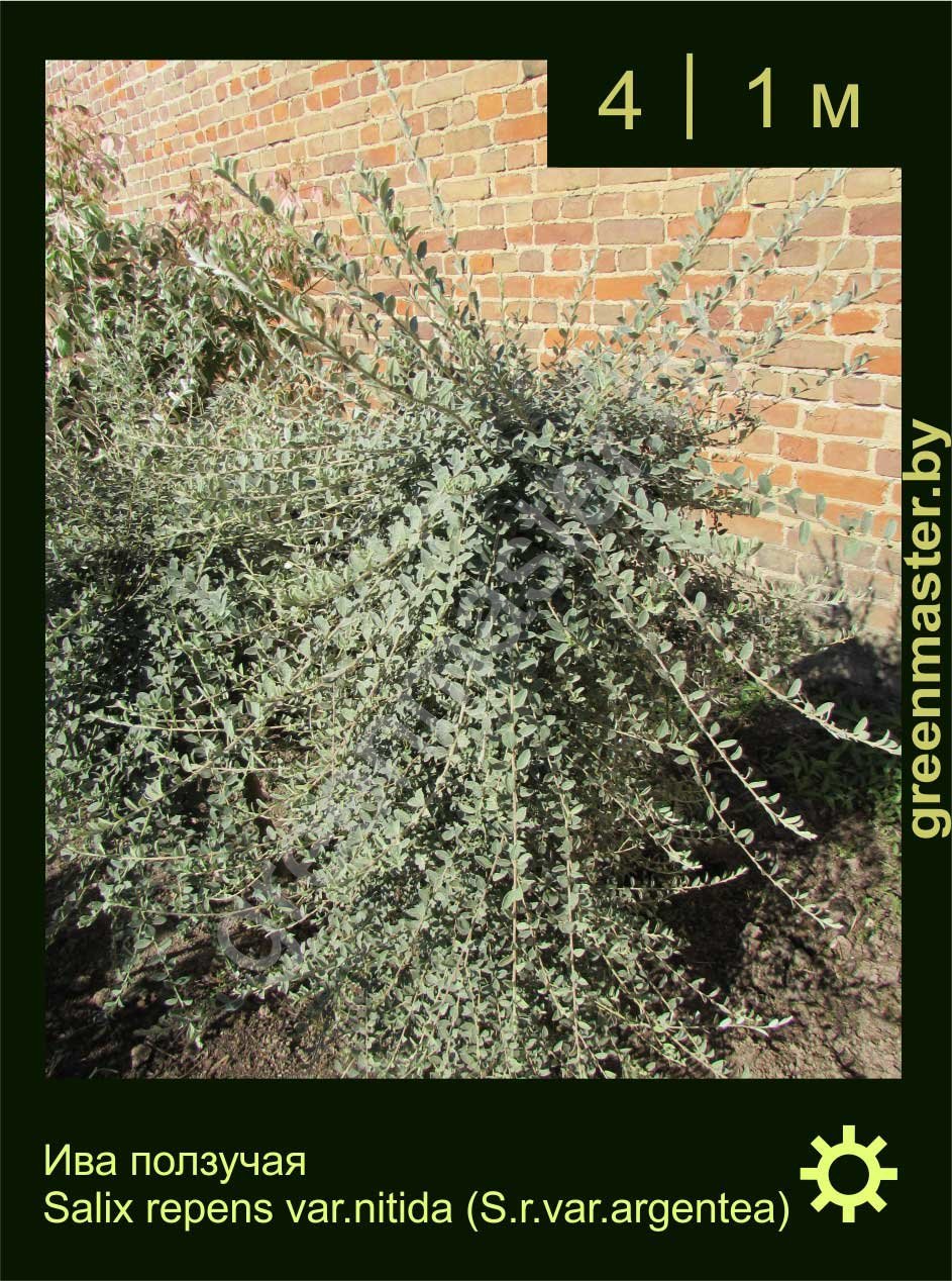 Ива-ползучая-Salix-repens-var.nitida-(S.r.var