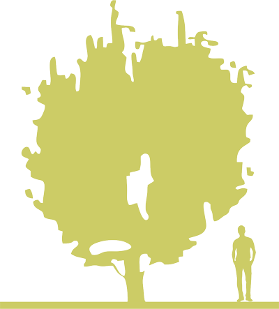 13-buk-lesnoy-fagus-sylvatica-rohan-gold-siluet.png