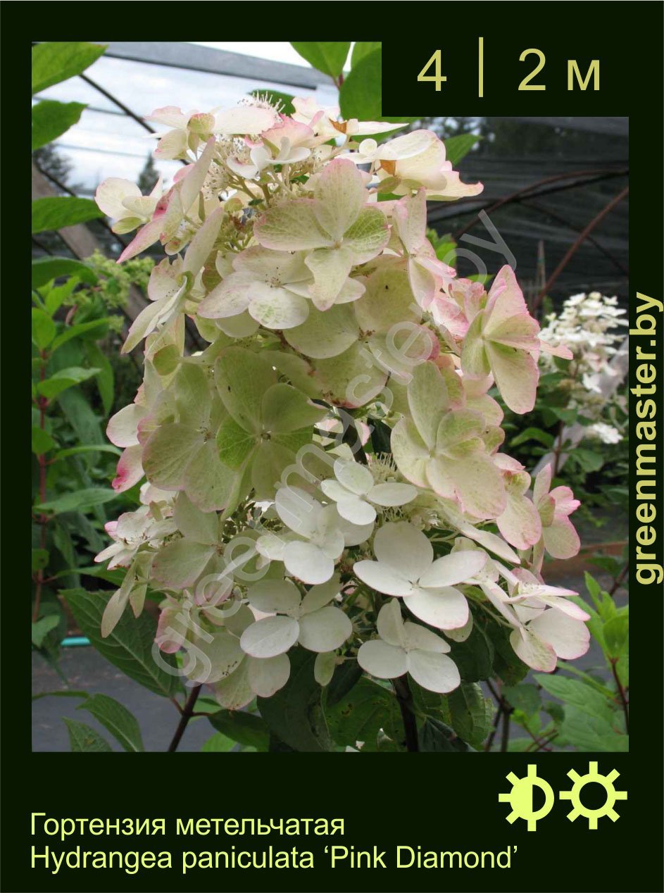Гортензия-метельчатая-Hydrangea-paniculata-‘Pink-Diamond’