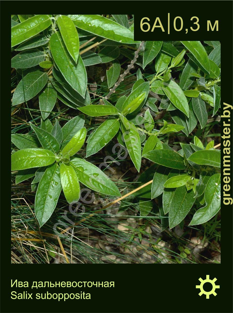 13-Ива-дальневосточная-Salix-subopposita