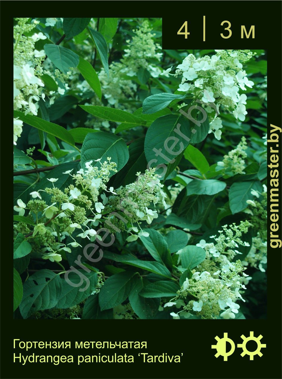 15-Гортензия-метельчатая-Hydrangea-paniculata-'Tardiva'