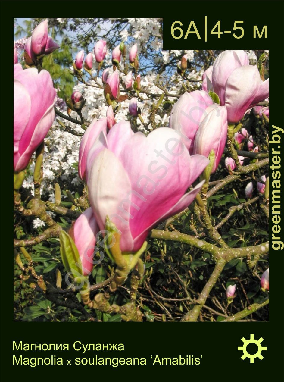 Магнолия-Суланжа-Magnolia-х-soulangeana-‘Amabilis’