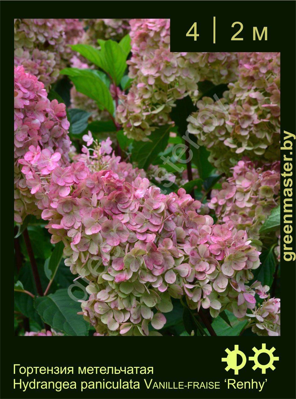 Гортензия-метельчатая-Hydrangea-paniculata-VANILLE-FRAISE-‘Renhy’
