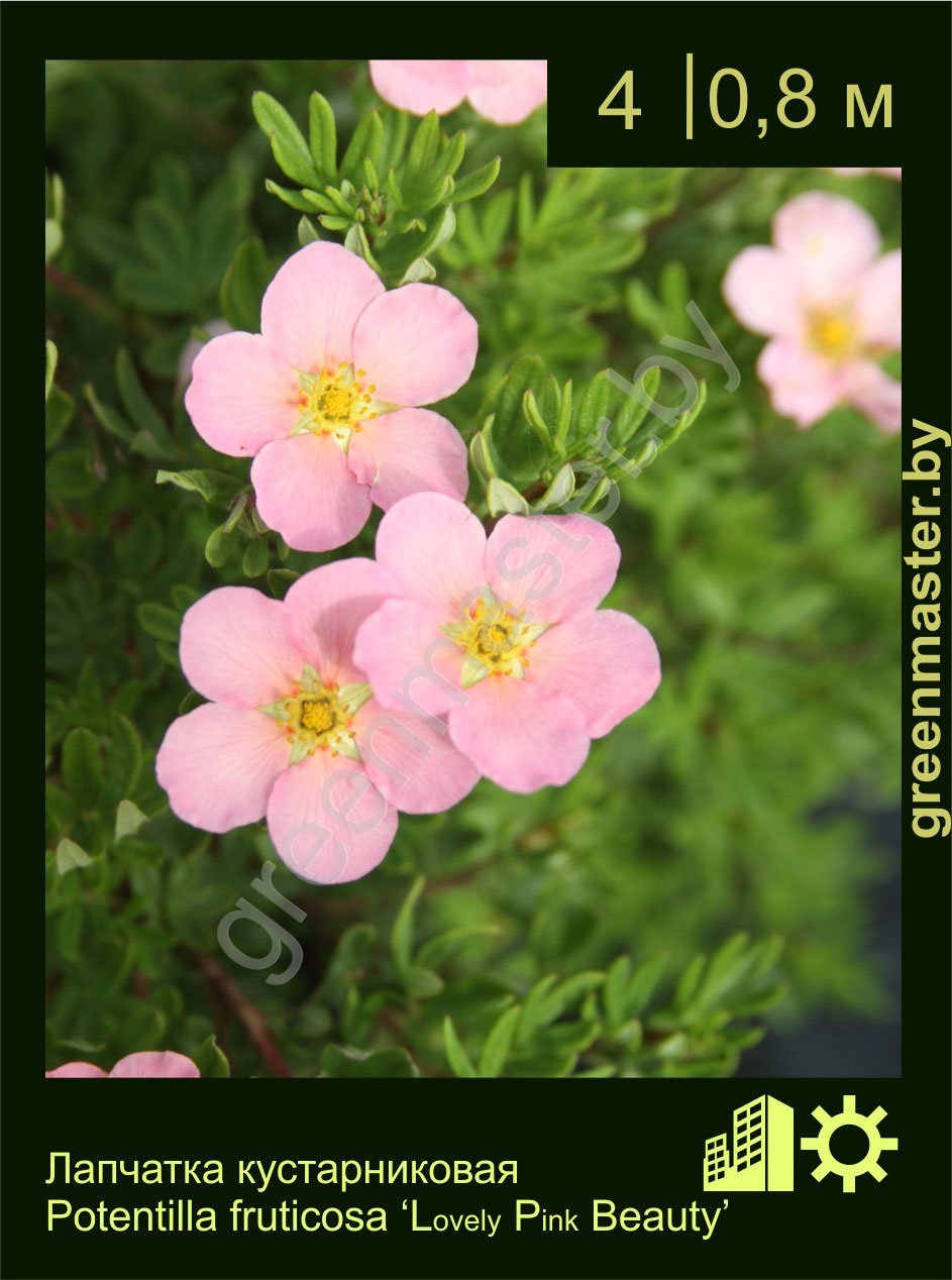 Лапчатка-кустарниковая-Potentilla-fruticosa-‘Lovely-Pink-Beauty’