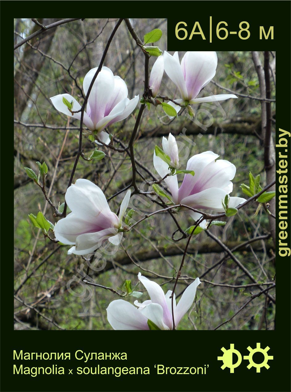 Магнолия-Суланжа-Magnolia-х-soulangeana-‘Brozzoni’