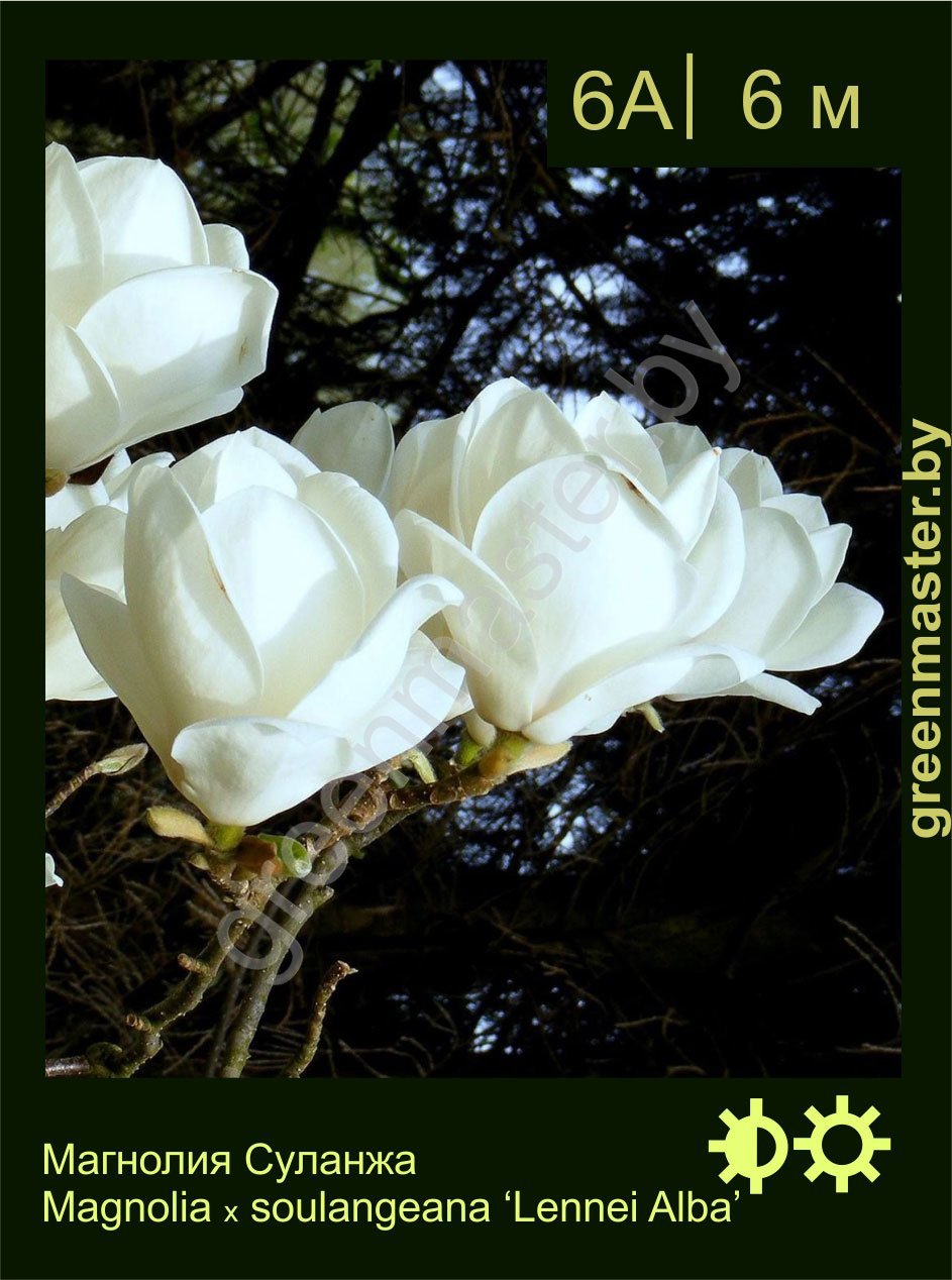 Магнолия-Суланжа-Magnolia-х-soulangeana-‘Lennei-Alba’