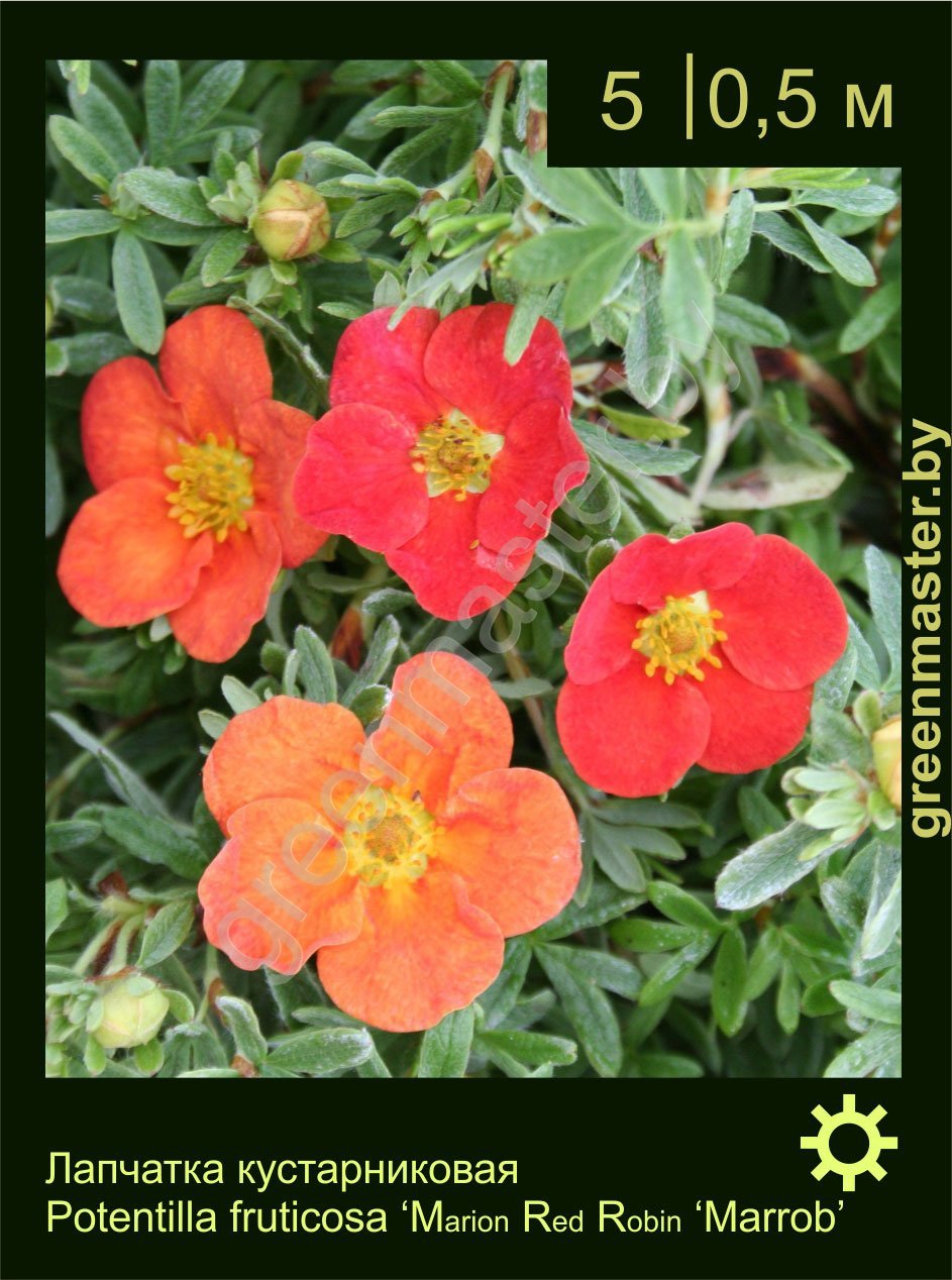 Лапчатка-кустарниковая-Potentilla-fruticosa-Marion-Red-Robin-‘Marrob’