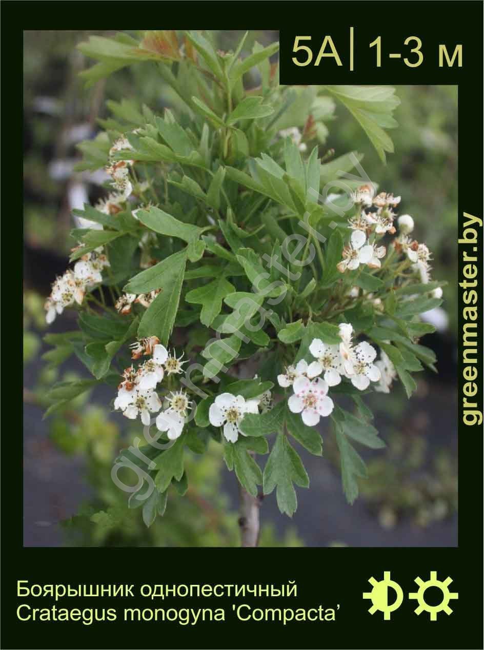 Боярышник однопестичный Crataegus monogyna 'Compacta’ Боярышник-однопестичный-Crataegus-monogyna-'Compacta’-2