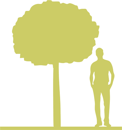 2-boyaryshnik-odnopestichnyy-crataegus-monogyna-compacta-siluet.png