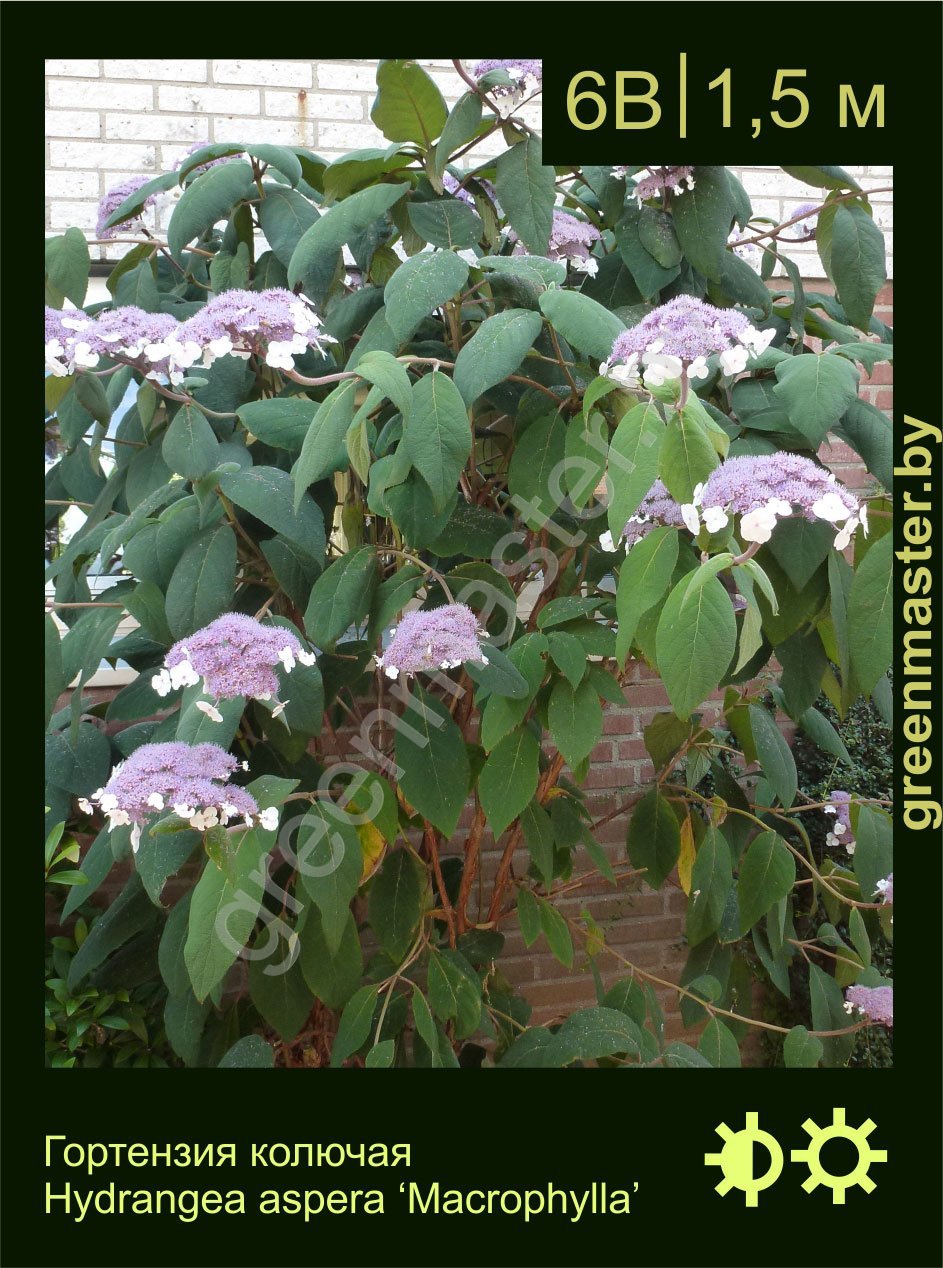 Гортензия-колючая-Hydrangea-aspera-'Macrophylla'