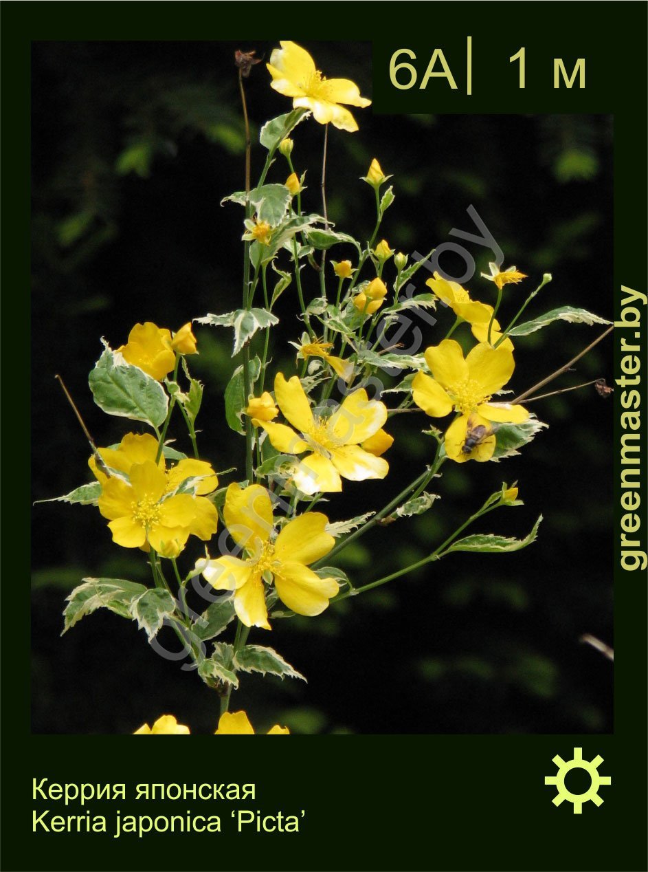 Керрия-японская-Kerria-japonica-‘Picta’